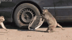 Monkey Stealing Car Wheel GIF