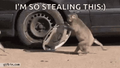 Monkey Stealing Tire From Car GIF