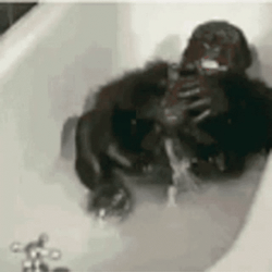 Monkey Swimming Aggressively In A Tub GIF