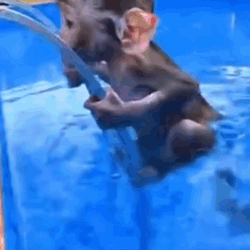 Monkey Swimming By The Pool GIF