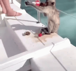 Monkey Swimming Dive In The Sea GIF