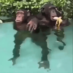 Monkey Swimming Eating Banana GIF