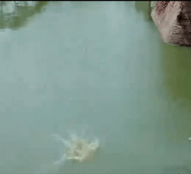 Monkey Swimming Falling Down The Tree GIF
