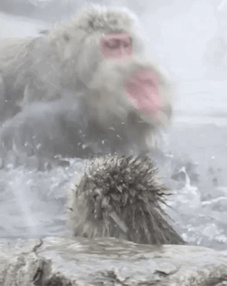 Monkey Swimming Fighting In The Water GIF