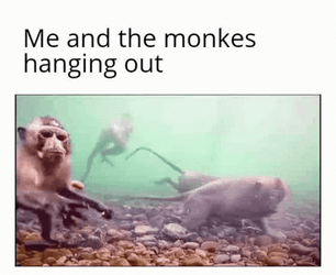 Monkey Swimming Hanging Out GIF