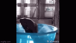 Monkey Swimming In A Blue Tub GIF