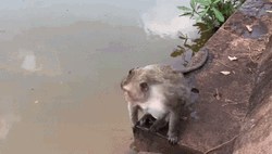 Monkey Swimming In A Dirty Water GIF
