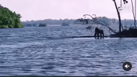 Monkey Swimming In A Large Lake GIF