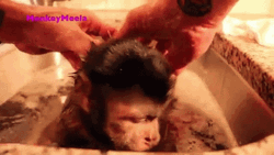 Monkey Swimming In A Sink GIF