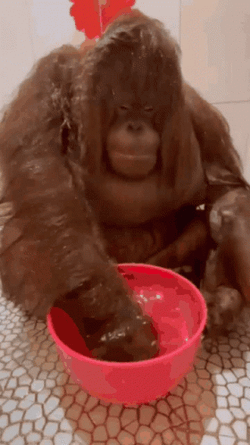 Monkey Swimming In A Small Tub GIF