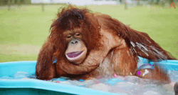 Monkey Swimming In A Tub With Balls GIF