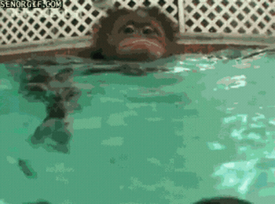 Monkey Swimming In Pool GIF