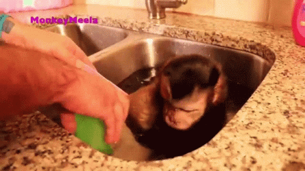 Monkey Swimming In The Sink With Owner GIF