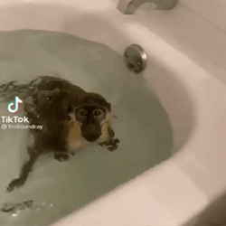 Monkey Swimming Jumping On The Tub GIF