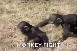 Monkey Swimming Monkey Fight GIF