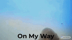 Monkey Swimming On My Way GIF