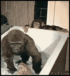 Monkey Swimming Pushing Away Another Monkey GIF