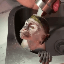 Monkey Swimming Showering By The Faucet GIF