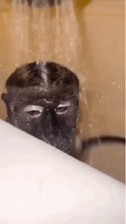 Monkey Swimming Showering Closed Eyes GIF