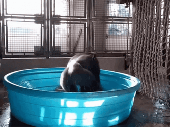 Monkey Swimming Spinning In A Tub GIF