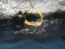 Monkey Swimming Spinning In The Water GIF