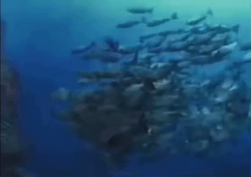 Monkey Swimming With The Fishes In The Ocean GIF
