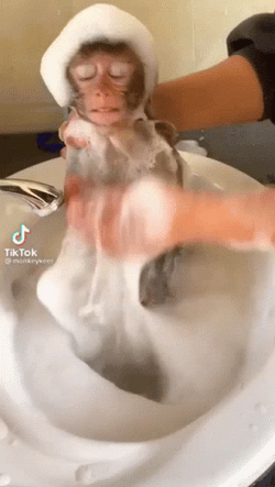 Monkey Taking A Bath GIF