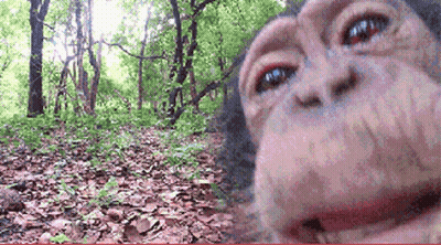 Monkey Taking Selfie In Woods GIF