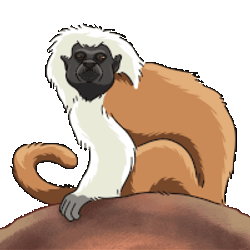Monkey Tamarin Sticker GIF