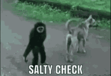 Monkey Teasing Dog Salty Check GIF
