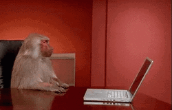 Monkey Throws Laptop In Frustration GIF