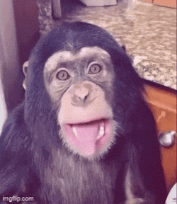 Monkey Tongue Monkey Lala GIF
