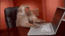Monkey Using Computer GIF