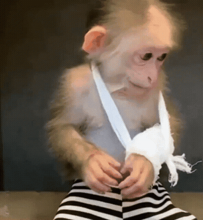 Monkey Wearing Arm Bandage GIF