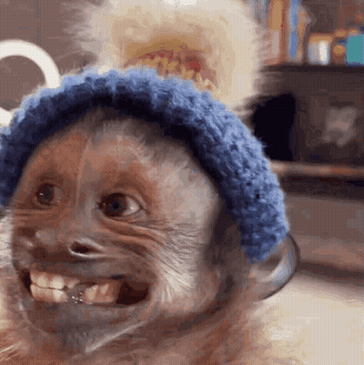 Monkey Wearing Blue Hat