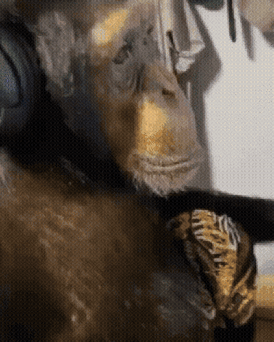Monkey Wearing Headphones Holding Tiger Print Item GIF