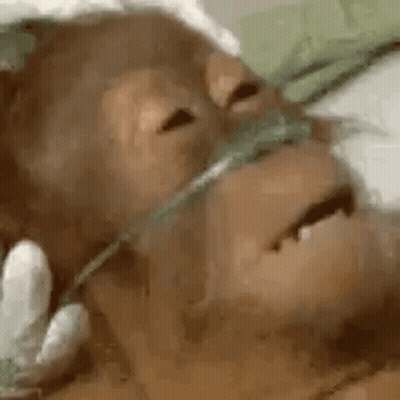 Monkey Wearing Oxygen Mask GIF