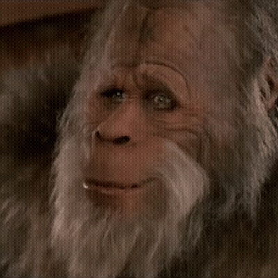 Monkey With Beard Looking At Camera GIF