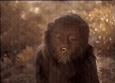 Monkey With Beard Looking At Camera GIF