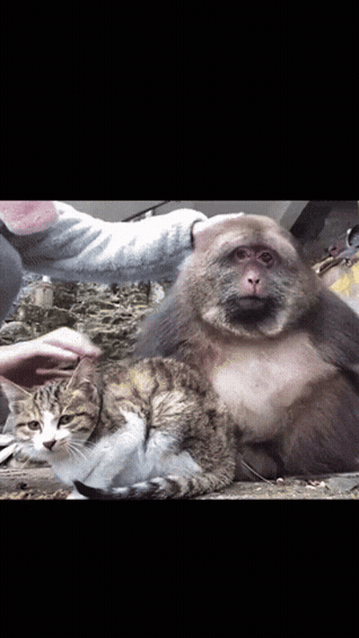Monkey With Bonne Nuit Mon Petit Singe Je T'Aime GIF