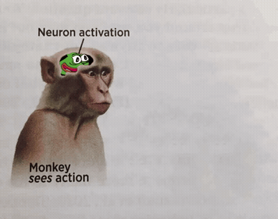 Monkey With Green Frog On Head Neuron Activation GIF