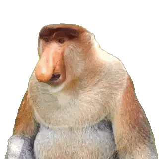 Monkey With Large Nose Looking At Camera Sticker