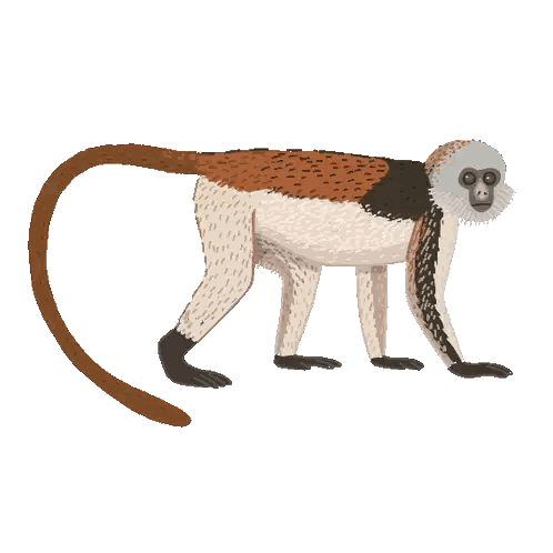 Monkey With Long Tail Sticker