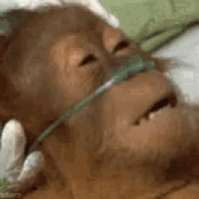 Monkey With Oxygen Tube In Nose GIF