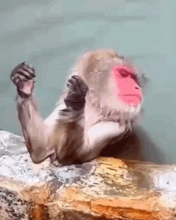 Monkey With Pink Face Sitting On Rock Arms Outstretched GIF