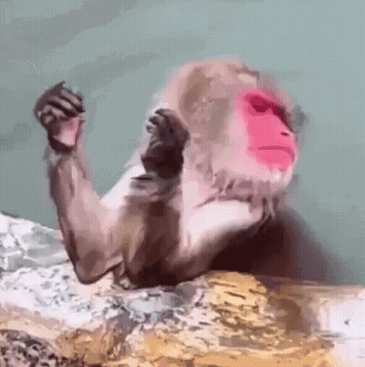 Monkey With Red Face GIF