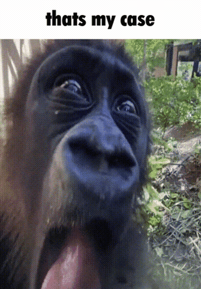 Monkey With Tongue Out Saying That's My Case GIF