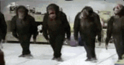 Monkeys Doing Irish Jig GIF