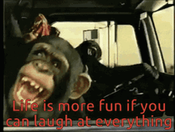 Monkeys Driving Laughing GIF