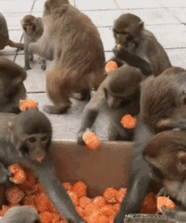 Monkeys Eating Orange Fruit GIF